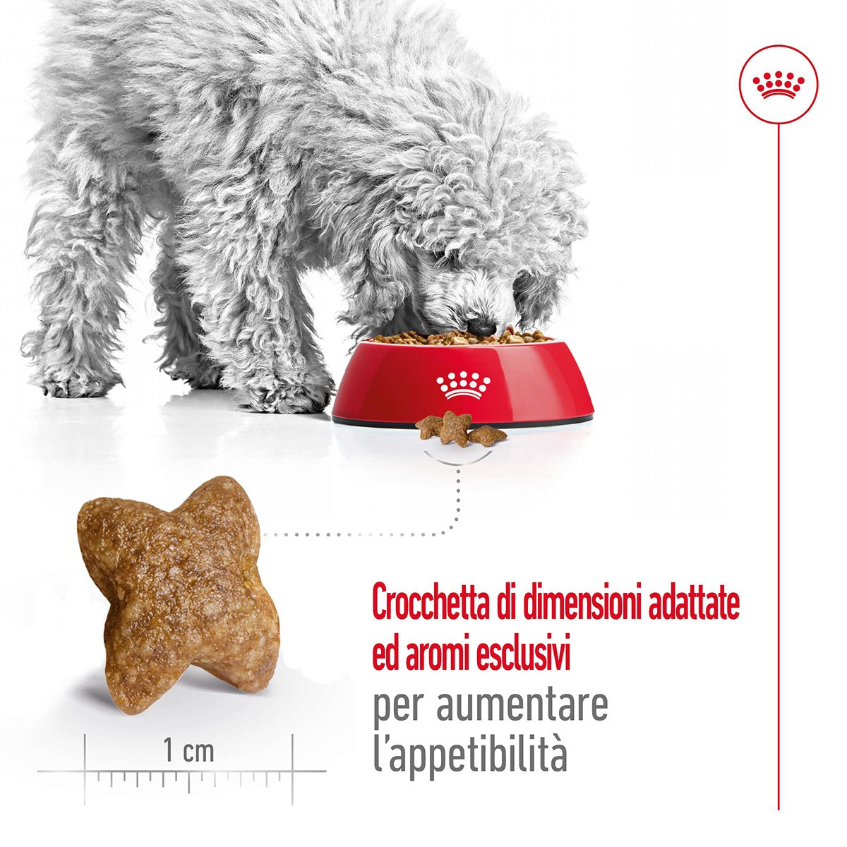 ROYAL CANINÂ® SIZE HEALTH NUTRITION MINI ADULT KG 8- Alimento secco per cani adulti di taglia piccola (fino a 10 kg)