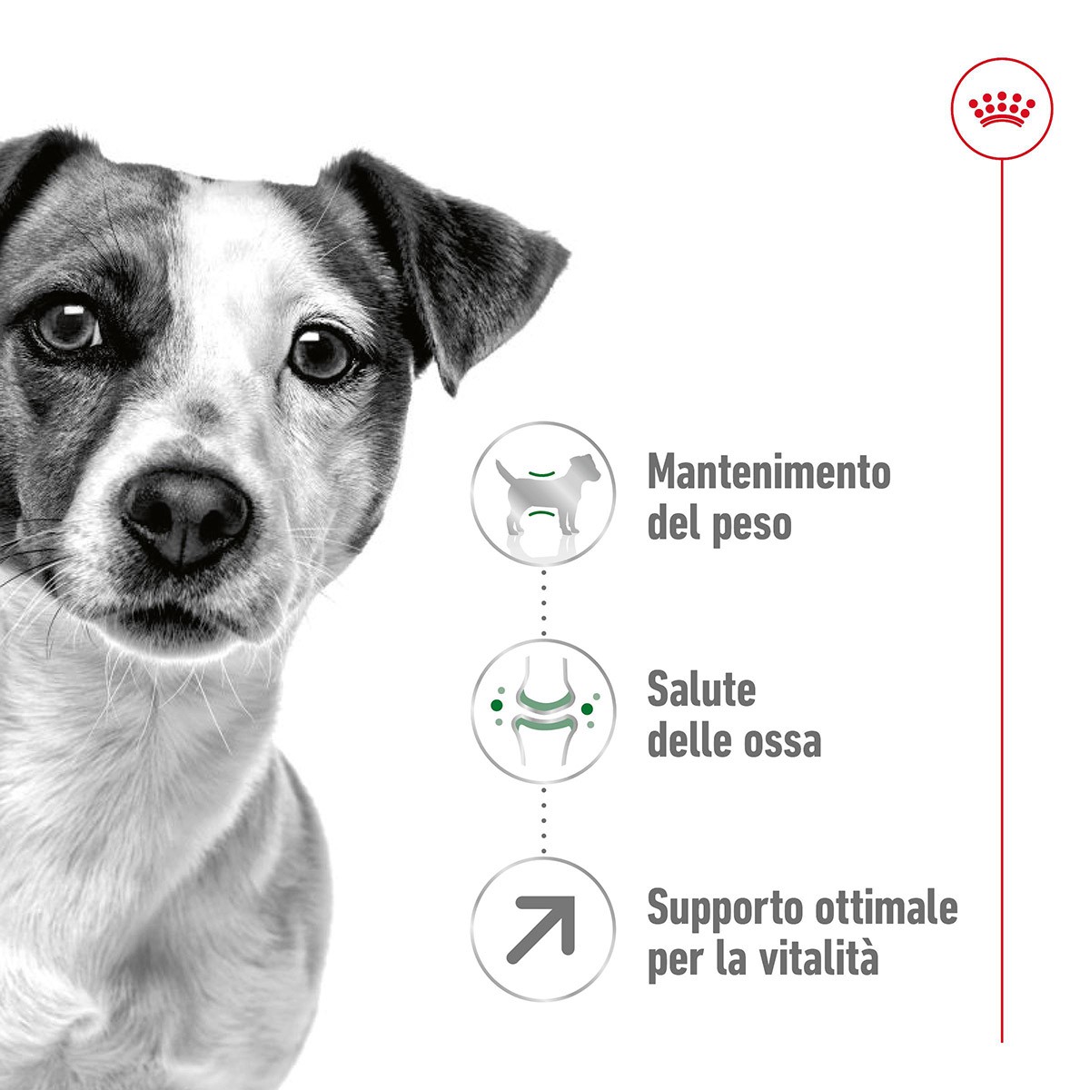 ROYAL CANINÂ® SIZE HEALTH NUTRITION MINI ADULT 8+ GR 800 - Alimento secco per cani maturi di taglia piccola (fino a 10 kg)