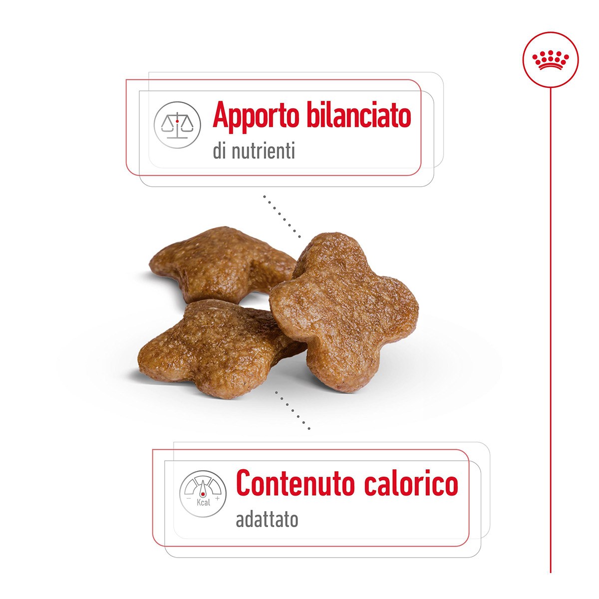 ROYAL CANINÂ® SIZE HEALTH NUTRITION MINI ADULT 8+ GR 800 - Alimento secco per cani maturi di taglia piccola (fino a 10 kg)