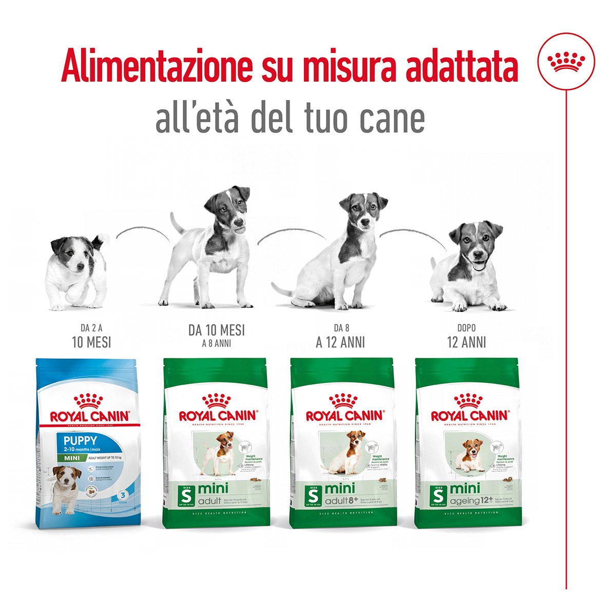 ROYAL CANINÂ® SIZE HEALTH NUTRITION MINI ADULT 8+ KG 2- Alimento secco per cani maturi di taglia piccola (fino a 10 kg)
