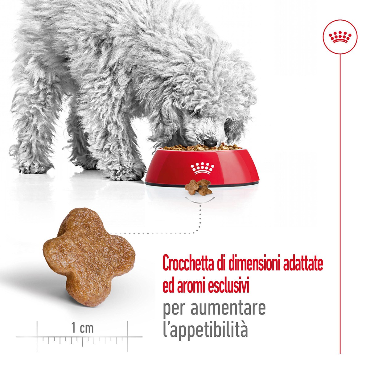 ROYAL CANINÂ® SIZE HEALTH NUTRITION MINI ADULT 8+ KG 8- Alimento secco per cani maturi di taglia piccola (fino a 10 kg)