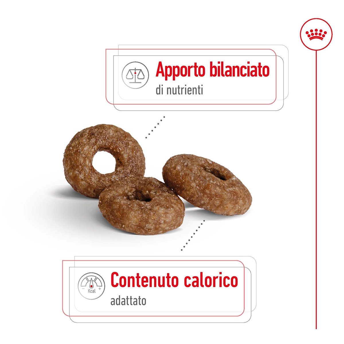 ROYAL CANINÂ® SIZE HEALTH NUTRITION MINI AGEING 12+ KG 1,5 - Alimento secco per cani anziani di taglia piccola (fino a 10 kg)