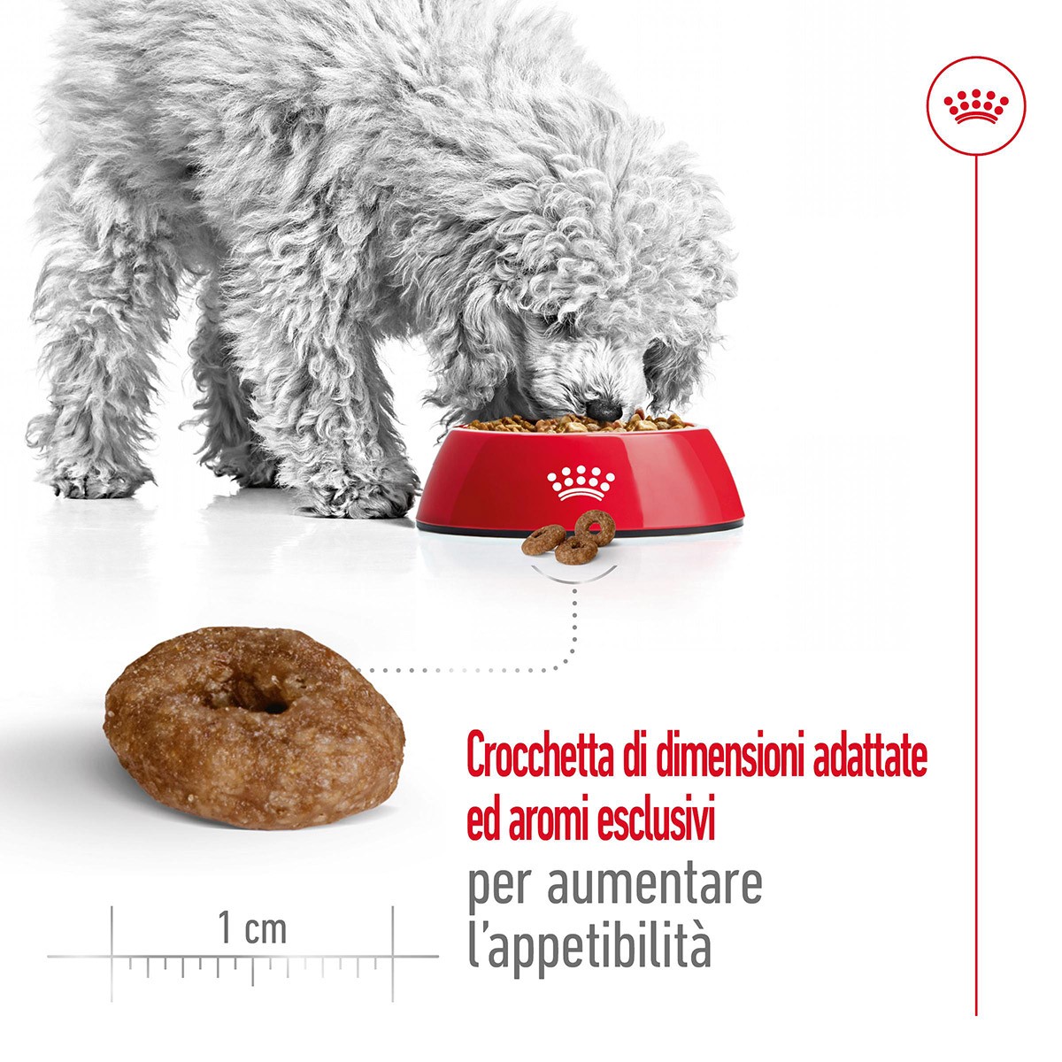 ROYAL CANINÂ® SIZE HEALTH NUTRITION MINI AGEING 12+ KG 1,5 - Alimento secco per cani anziani di taglia piccola (fino a 10 kg)