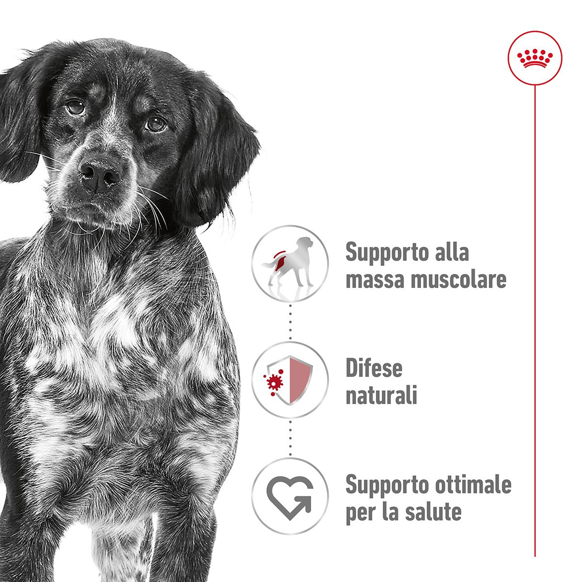 ROYAL CANINÂ® SIZE HEALTH NUTRITION MEDIUM ADULT KG 15- Alimento secco per cani adulti di taglia media (tra 11 e 25 kg)
