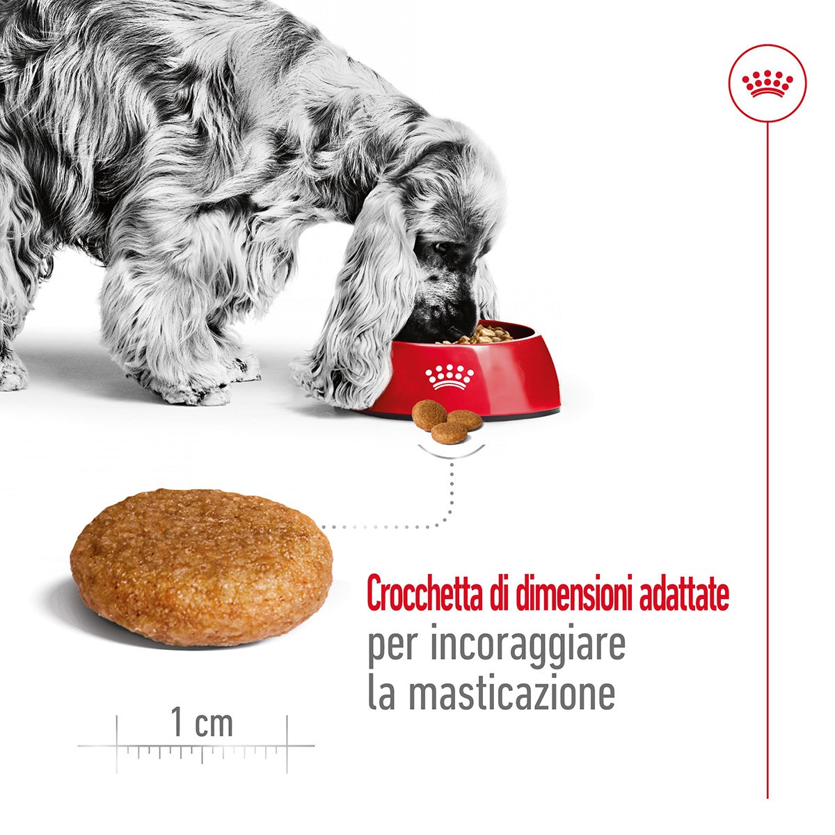 ROYAL CANINÂ® SIZE HEALTH NUTRITION MEDIUM ADULT KG 15- Alimento secco per cani adulti di taglia media (tra 11 e 25 kg)