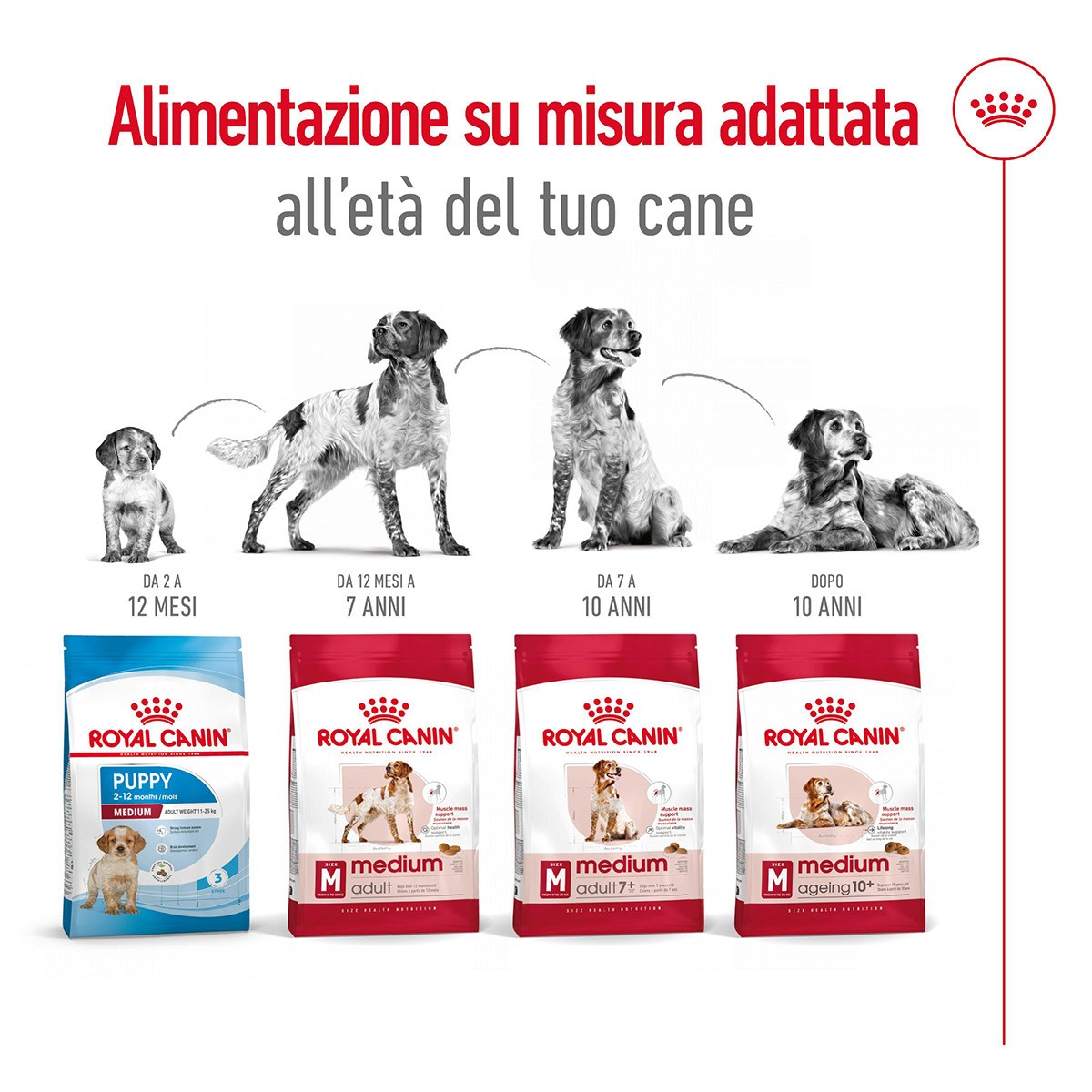 ROYAL CANINÂ® SIZE HEALTH NUTRITION MEDIUM ADULT KG 15- Alimento secco per cani adulti di taglia media (tra 11 e 25 kg)