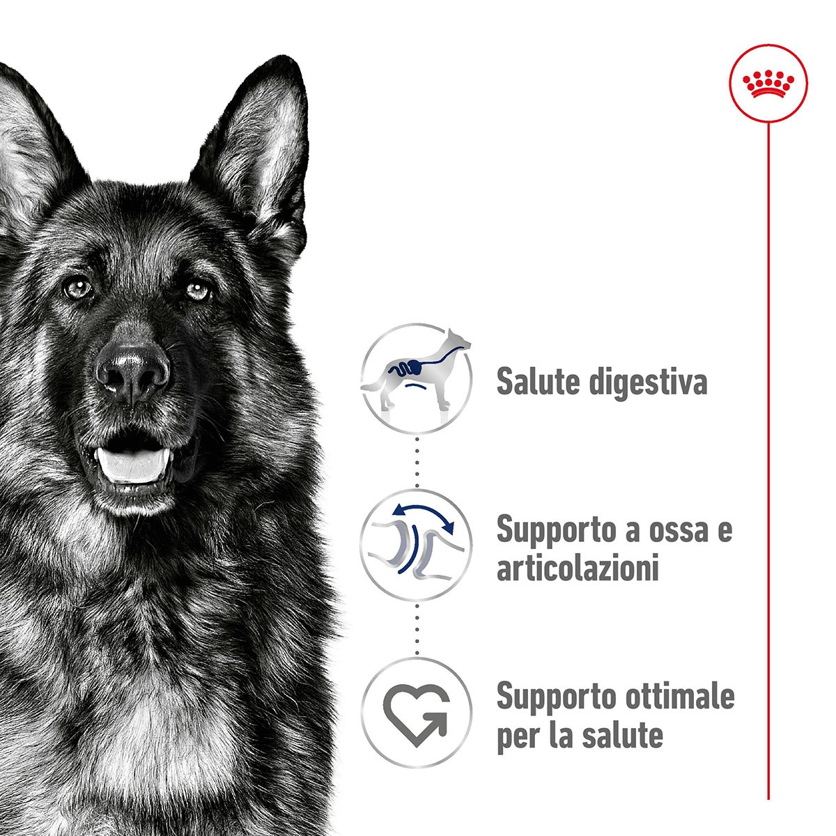 ROYAL CANINÂ® SIZE HEALTH NUTRITION MAXI ADULT KG 4 - Alimento secco per cani adulti di taglia grande (tra 26 e 44 kg)