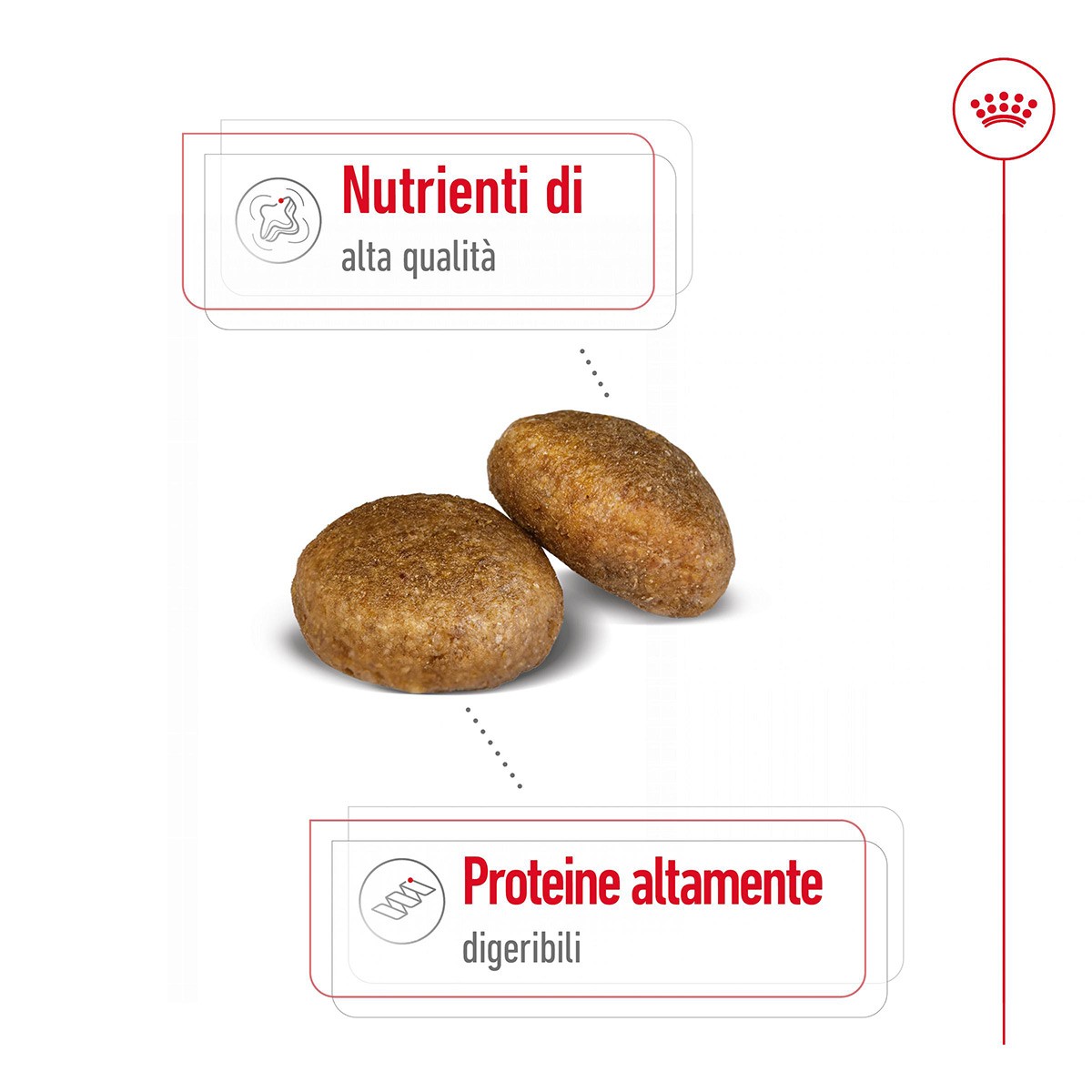 ROYAL CANINÂ® SIZE HEALTH NUTRITION MAXI ADULT KG 10 - Alimento secco per cani adulti di taglia grande (tra 26 e 44 kg)