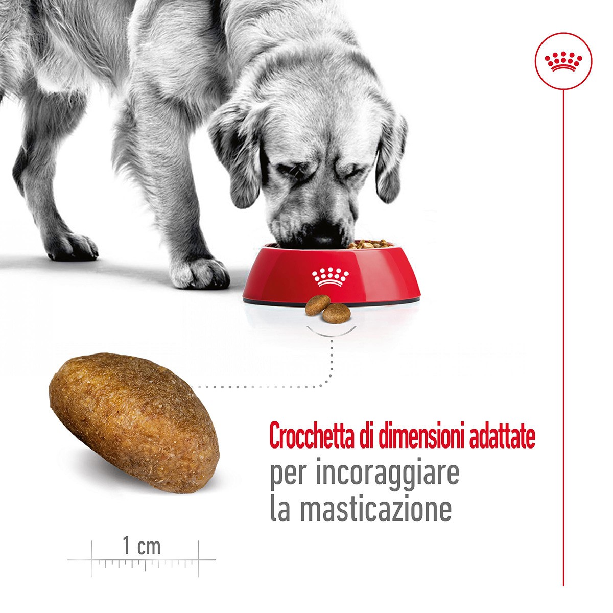 ROYAL CANINÂ® SIZE HEALTH NUTRITION MAXI ADULT KG 10 - Alimento secco per cani adulti di taglia grande (tra 26 e 44 kg)
