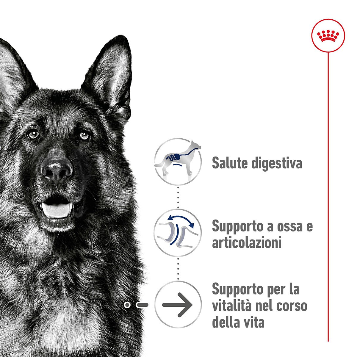 ROYAL CANINÂ® SIZE HEALTH NUTRITION MAXI AGEING 8+ KG 15 - Alimento secco per cani anziani di taglia grande (tra 26 e 44 kg)