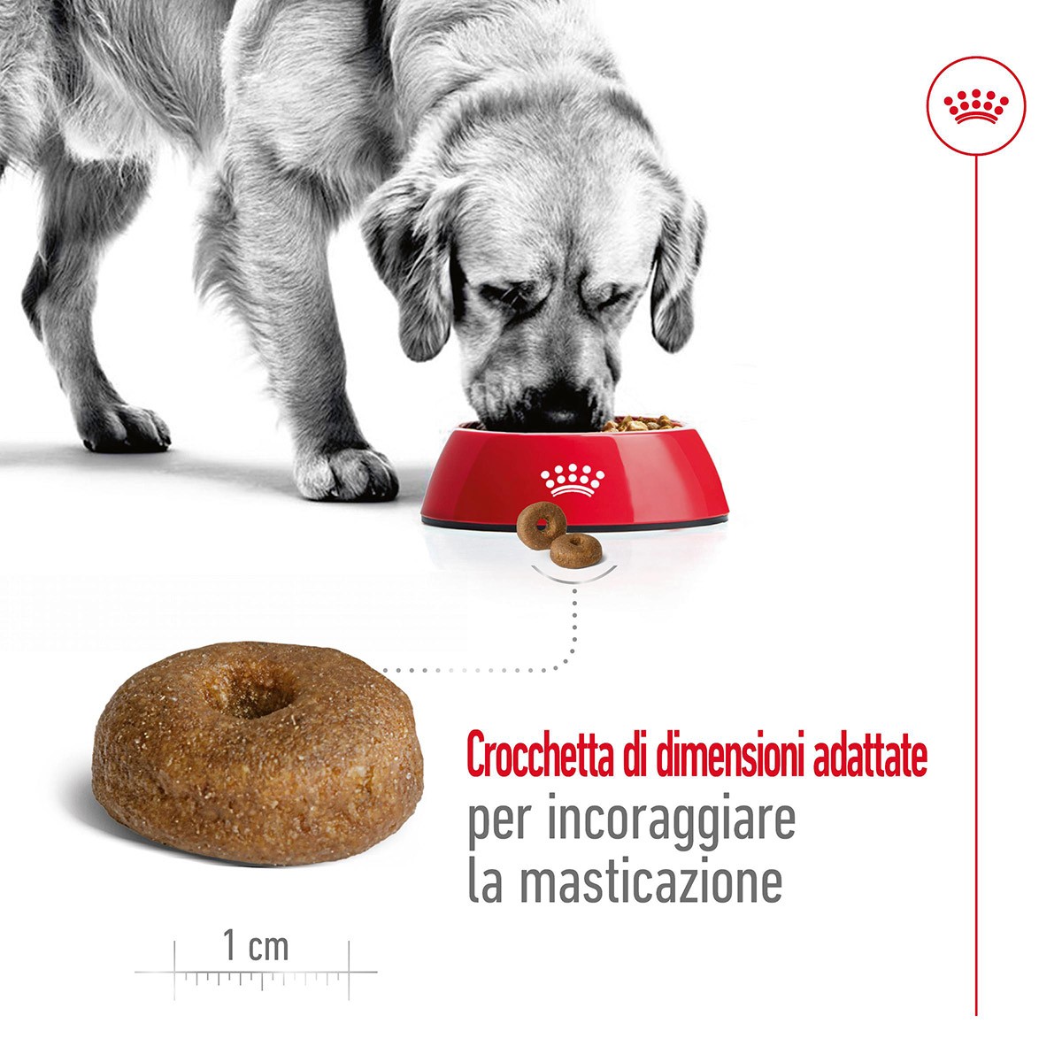 ROYAL CANINÂ® SIZE HEALTH NUTRITION MAXI AGEING 8+ KG 15 - Alimento secco per cani anziani di taglia grande (tra 26 e 44 kg)