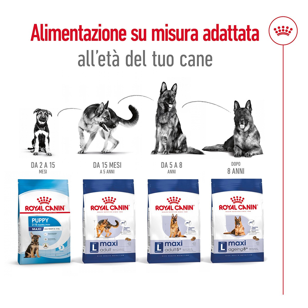 ROYAL CANINÂ® SIZE HEALTH NUTRITION MAXI AGEING 8+ KG 15 - Alimento secco per cani anziani di taglia grande (tra 26 e 44 kg)
