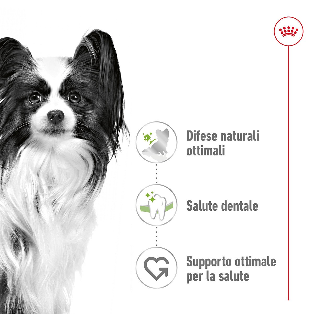 ROYAL CANINÂ® SIZE HEALTH NUTRITION X-SMALL ADULT GR 500- Alimento secco per cani di taglia piccolissima (fino a 4 kg)