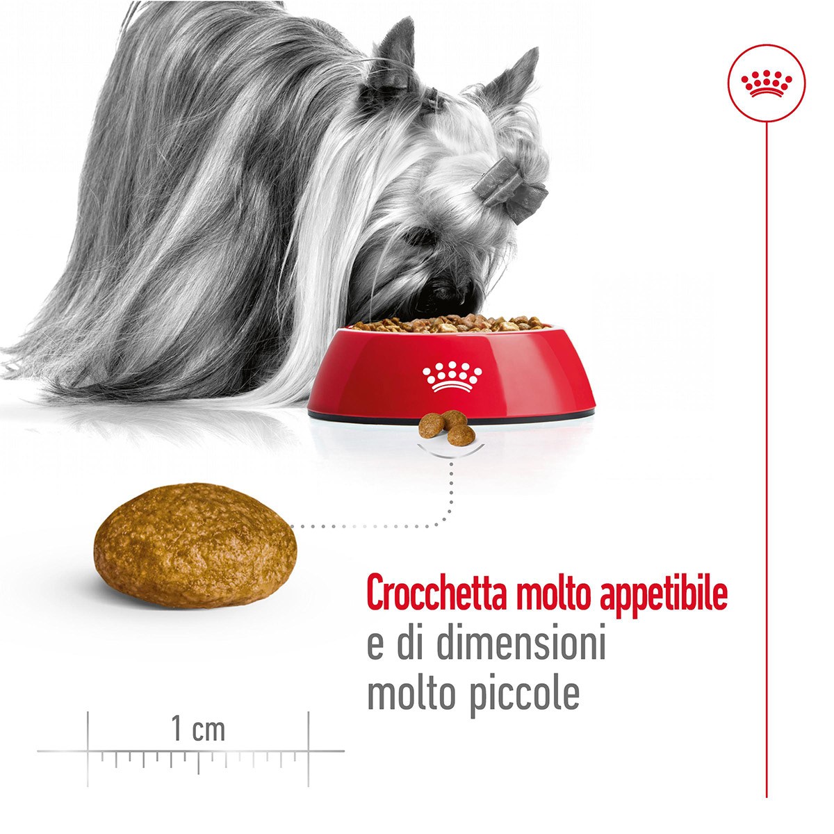 ROYAL CANINÂ® SIZE HEALTH NUTRITION X-SMALL ADULT KG 1,5- Alimento secco per cani di taglia piccolissima (fino a 4 kg)